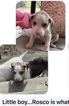 Rescue Mixed Breed Dogs for Adoption in West Chester, Pennsylvania - Rosco | PetCurious