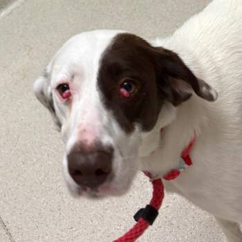 Speckle -  Mixed Breed Dog for Adoption in Murray, Utah - Speckle | PetCurious