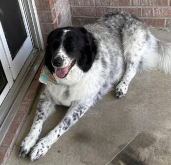 Rescue Australian Cattle Dog Blue Heeler Dogs for Adoption in San Antonio, Texas - LUNA | PetCurious