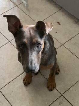 Haddie NEEDS FOSTER or ADOPTER -  Doberman Pinscher and Belgian Shepherd Malinois Dog for Adoption in Star, Idaho - Haddie NEEDS FOSTER Or ADOPTER | PetCurious