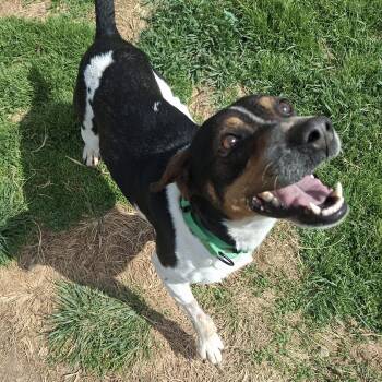 Hound Dogs Available for Adoption in Augusta, West Virginia - Sunny | PetCurious