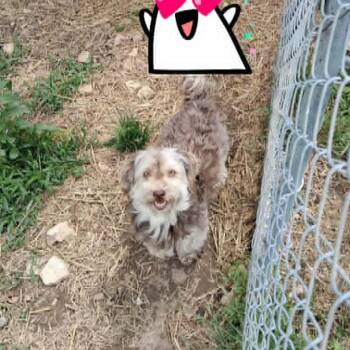 Havanese Dogs Available for Adoption in Chanute, Kansas - Jane | PetCurious