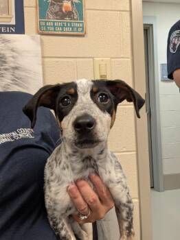 Summie -  Coonhound and Dachshund Dog for Adoption in Johnson City, Tennessee - Summie | PetCurious