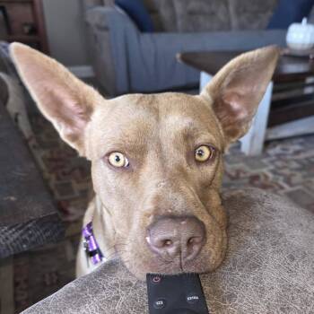 Rescue Pit Bull Terrier Dogs for Adoption in Lewiston, Idaho - Hercules | PetCurious