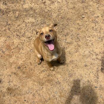 Kyle Busch -  Shepherd and Husky Dog for Adoption in Parrish, Alabama - Kyle Busch | PetCurious