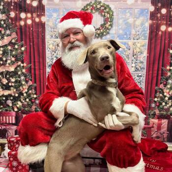 Weimaraner and Mixed Breed Dogs Available for Adoption in Baton Rouge, Louisiana - Chrissy | PetCurious