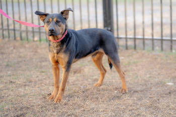 Shepherd Dogs Available for Adoption in Zuni, Virginia - Nicot | PetCurious