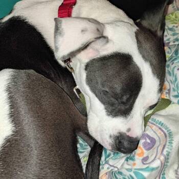 Seltzer -  Pit Bull Terrier and Mixed Breed Dog for Adoption in West Chester, Pennsylvania - Seltzer | PetCurious