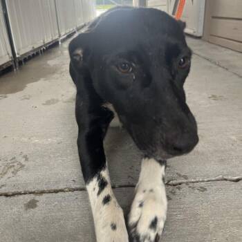 Benoit -  Mixed Breed Dog for Adoption in Lake Panasoffkee, Florida - Benoit | PetCurious