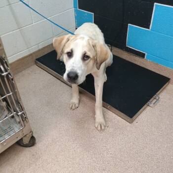 Rescue Anatolian Shepherd and Great Pyrenees Dogs for Adoption in Ardmore, Oklahoma - Max | PetCurious