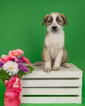 Shepherd Dogs Available for Adoption in Brighton, Colorado - 312-26 | PetCurious