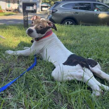 Rescue Mixed Breed Dogs for Adoption in Savannah, Georgia - Petunia Fleurie | PetCurious
