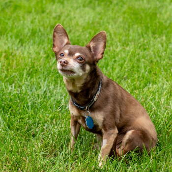 Rescue Chihuahua and Miniature Pinscher Dogs for Adoption - Biggie | PetCurious