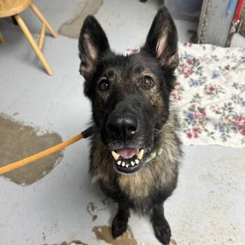 Valk -  German Shepherd Dog Dog for Adoption in Uniontown, Pennsylvania - Valk | PetCurious
