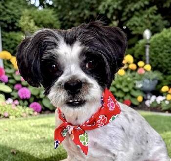 Shih Tzu Dogs Available for Adoption in Perry, Iowa - Dewey | PetCurious