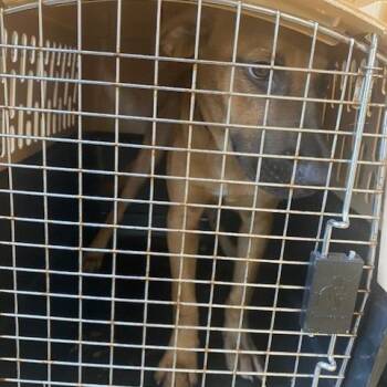 Steven -  Mixed Breed and None Dog for Adoption in West Palm Beach, Florida - Steven | PetCurious