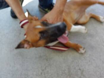 Rescue Shepherd and Mixed Breed Dogs for Adoption in Fort Worth, Texas - 59559726 | PetCurious