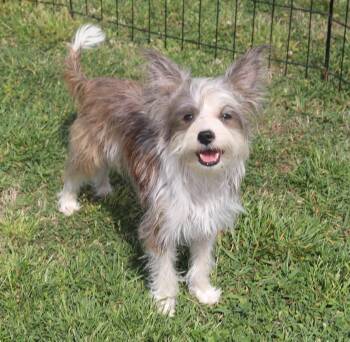 Yorkshire Terrier and Terrier Dogs Available for Adoption in Winchester, Tennessee - Beatrice | PetCurious