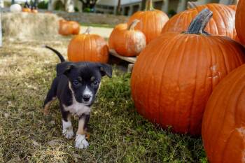 Snare -  Labrador Retriever Dog for Adoption in San Antonio, Texas - Snare | PetCurious