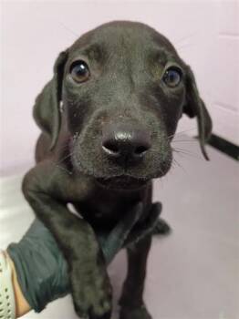 61426473 -  Mixed Breed Dog for Adoption in El Paso, Texas - 61426473 | PetCurious