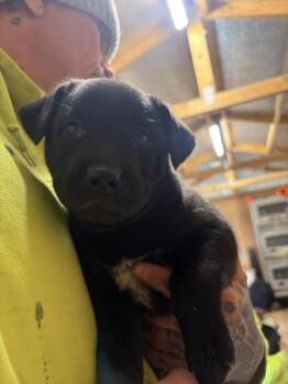 Labrador Retriever and Rottweiler Dogs Available for Adoption - Krista