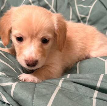 Gibson -  Dachshund and Yorkshire Terrier Dog for Adoption in Grand Bay, Alabama - Gibson | PetCurious