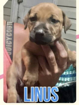 Rescue Labrador Retriever Dogs for Adoption in Grand Bay, Alabama - Linus | PetCurious