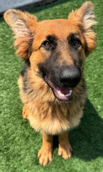 Momo -  German Shepherd Dog Dog for Adoption - Momo | PetCurious