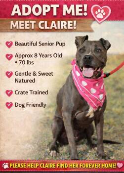 Pit Bull Terrier Dogs Available for Adoption in Corsicana, Texas - Claire | PetCurious