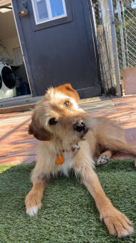 Rescue Terrier Dogs for Adoption in San Diego, California - Archie | PetCurious
