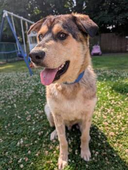 Rescue Husky and Shepherd Dogs for Adoption in Niagara Falls, Ontario - Walleye (20250527-03) | PetCurious