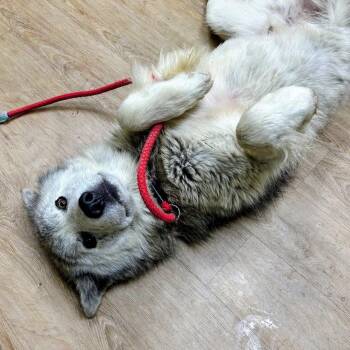 Great Pyrenees and Mixed Breed Dogs Available for Adoption in Lyndhurst, Virginia - Grimm | PetCurious