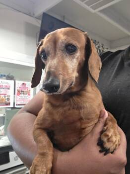 Charlie -  Dachshund Dog for Adoption in Pahrump, Nevada - Charlie | PetCurious