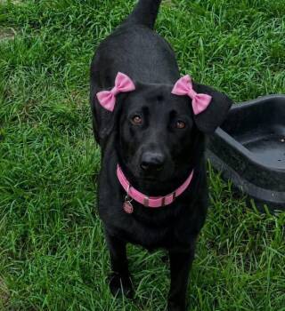 Labrador Retriever Dogs Available for Adoption in Grand Bay, Alabama - Nancy | PetCurious