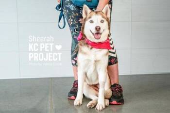 Shearah -  Siberian Husky and Mixed Breed Dog for Adoption in Kansas City, Missouri - Shearah | PetCurious