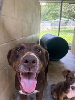 Odette -  Labrador Retriever and Mixed Breed Dog for Adoption in Lawrenceburg, Tennessee - Odette | PetCurious