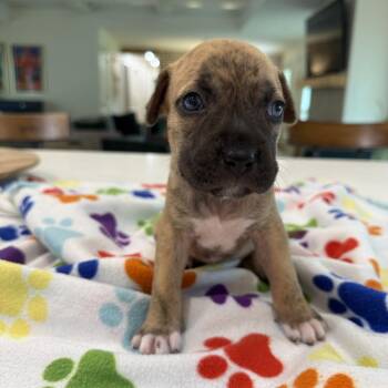 Darla -  Catahoula Leopard Dog Dog for Adoption in New Orleans, Louisiana - Darla | PetCurious
