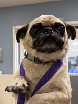 A1937267 -  Pug Dog for Adoption in Riverside, California - A1937267 | PetCurious