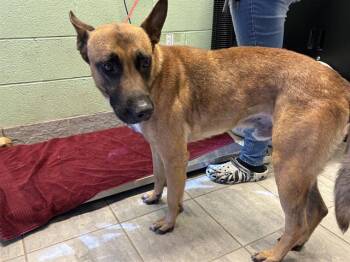 CORPORAL -  German Shepherd Dog and Mixed Breed Dog for Adoption in Grand Prairie, Texas - CORPORAL | PetCurious