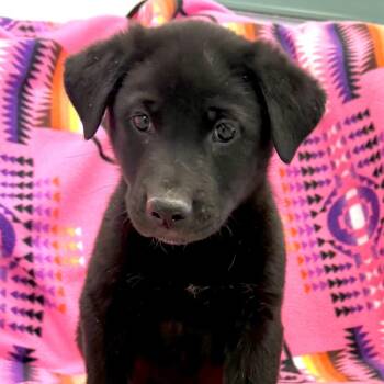 Tibble -  Mixed Breed Dog for Adoption in Park City, Utah - Tibble | PetCurious