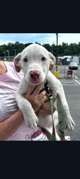 Tai -  Pit Bull Terrier Dog for Adoption in Lewis Center, Ohio - Tai | PetCurious