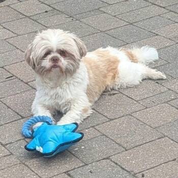 Breadcrumb -  Mixed Breed and Shih Tzu Dog for Adoption in Hilton, New York - Breadcrumb | PetCurious