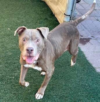 KAT -  Pit Bull Terrier Dog for Adoption in Salinas, California - KAT | PetCurious