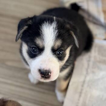 Mixed Breed Dogs Available for Adoption - Johanna  | PetCurious