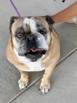 Emily -  American Bulldog Dog for Adoption in El Paso, Texas - Emily | PetCurious