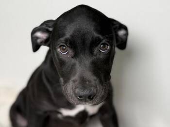 Sun Bear -  Pit Bull Terrier Dog for Adoption in Portland, Oregon - Sun Bear | PetCurious