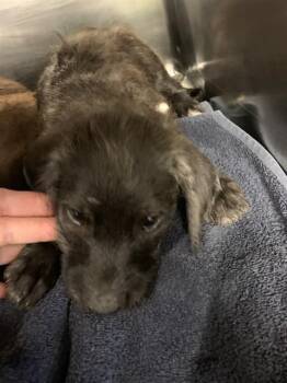 CASH -  American Staffordshire Terrier and Poodle Dog for Adoption in Grand Prairie, Texas - CASH | PetCurious