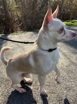 Chihuahua Dogs Available for Adoption in Fall River, Massachusetts - Baihao | PetCurious