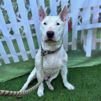 Bull Terrier Dogs Available for Adoption in Long Beach, California - WHY | PetCurious
