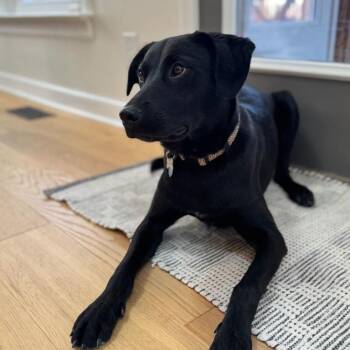 Black Labrador Retriever and Australian Shepherd Dogs Available for Adoption - Clover | PetCurious